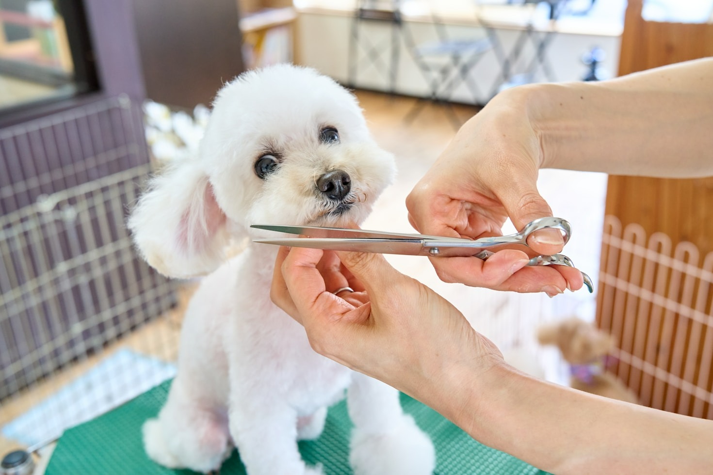 Preventive Care: Protecting Your Pet’s Skin